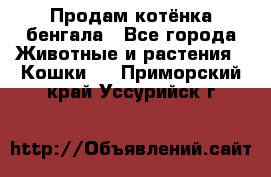 Продам котёнка бенгала - Все города Животные и растения » Кошки   . Приморский край,Уссурийск г.